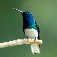 White-necked Jacobin